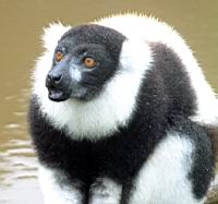 ���� ��������